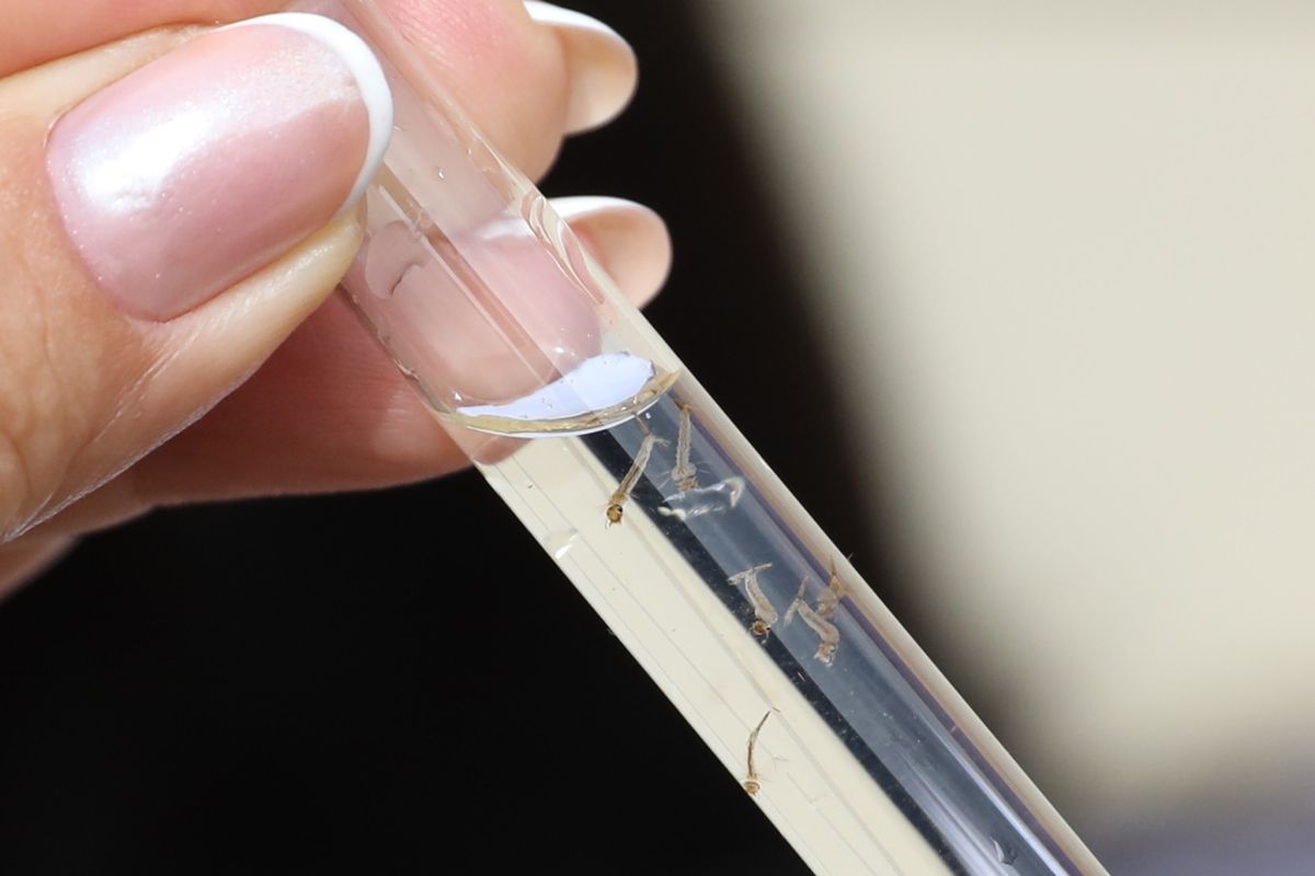 RS registra terceira morte por dengue e primeira por chikungunya em 2025